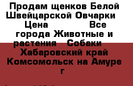 Продам щенков Белой Швейцарской Овчарки  › Цена ­ 20 000 - Все города Животные и растения » Собаки   . Хабаровский край,Комсомольск-на-Амуре г.